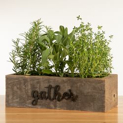 Live Triple Herb Garden in Gather Wooden Planter, 8&quot;