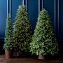 Balsam Hill Most Realistic Fraser Fir Faux Tree, 7.5'-12'
