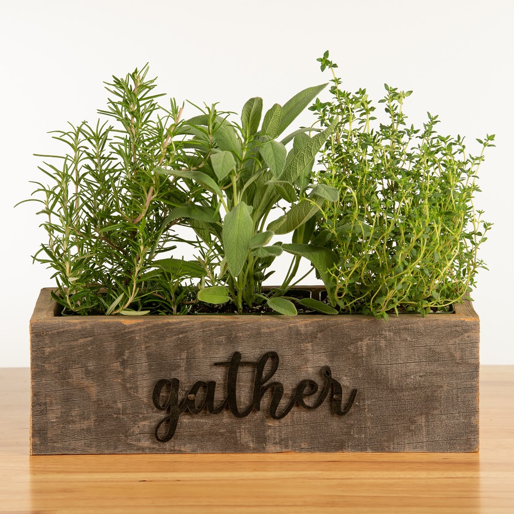 Live Triple Herb Garden in Gather Wooden Planter, 8"