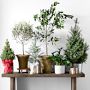 Live Large Zanzibar Gem Indoor House Plant, 1'-3'