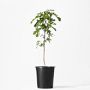 Alder & Oak Live Fig Tree, 2'-3'