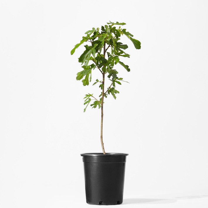 Alder & Oak Live Fig Tree, 2'-3'