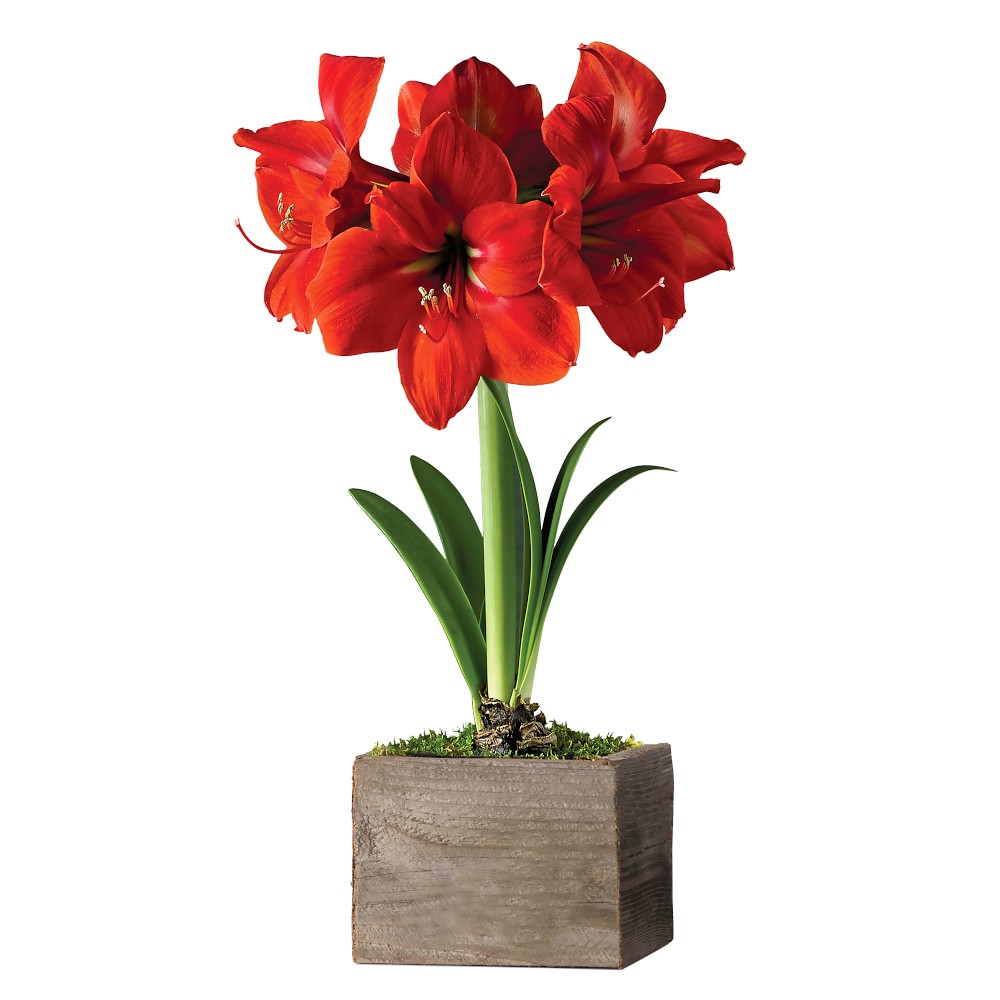 Live Red Amaryllis in Wooden Planter, 7"