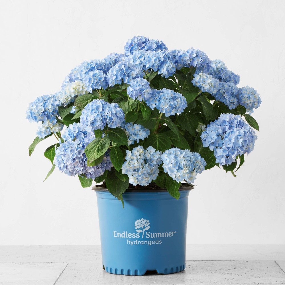 Alder & Oak Live Hydrangea, Blue, 6"
