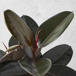 Live Burgundy Rubber Tree Floor Plant, 24&quot;