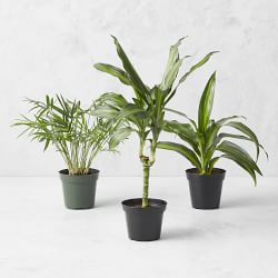 Variety Live Foliage, Set of 3