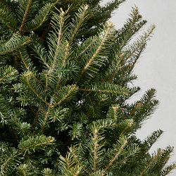 Balsam Fir Fresh Christmas Tree 6' - 9'