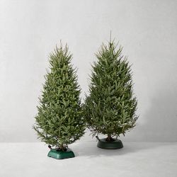 Balsam Fir Fresh Christmas Tree 6' - 9'