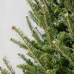 Balsam Fir Fresh Christmas Tree 6' - 9'
