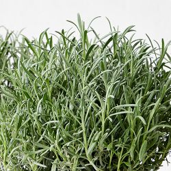 French Lavender, 6&quot;-12&quot;