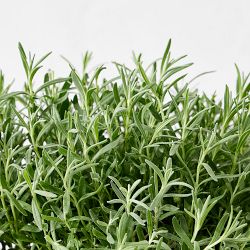 Fresh English Lavender, 6"-12"