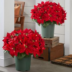 OPEN BOX: Balsam Hill Lit Poinsettia Celebration Pot Filler Medium Set of 2