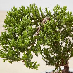Live Green Mound Juniper Bonsai, 7&quot;