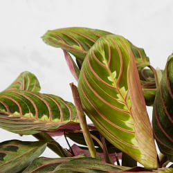 Live In Prayer Maranta House Plant, 12"