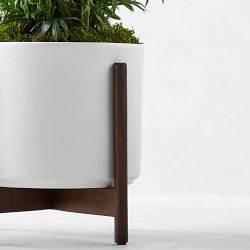 Live Medium Parlor Palm Indoor House Plant, 1.5'-2'