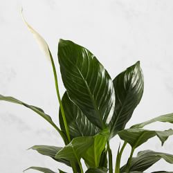 Live Spathaphylum Peace Lily House Plant, 12"