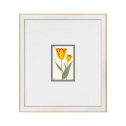 Hubbard Flower Illustrations