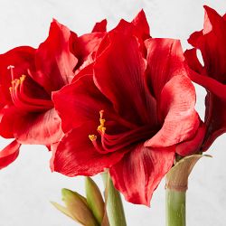 Jeff Leatham x Williams Sonoma Faux Holiday Amaryllis