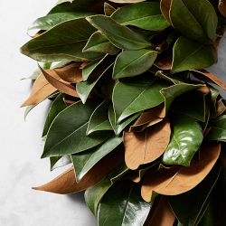 Magnolia Live Wreath &amp; Garland