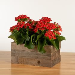 Live Double Kalanchoe in Reclaimed Wood Planter, 4"