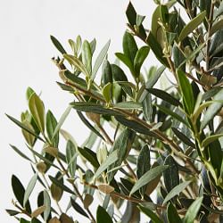 Live Alder &amp; Oak Petite Patio Olive Tree, 20"-22"