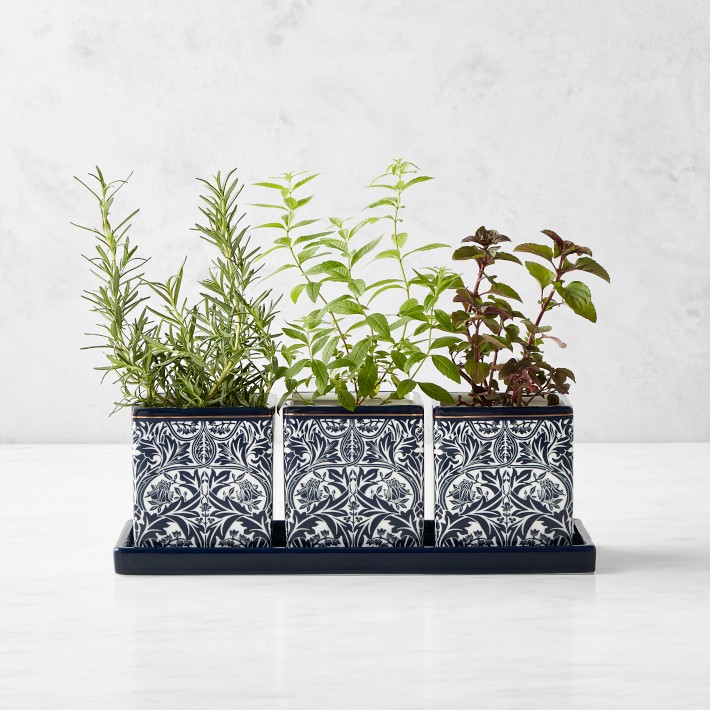 Morris & Co. Bluebell Herb Planter Set | Williams Sonoma