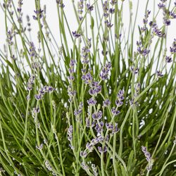 Fresh English Lavender, 6"-12"