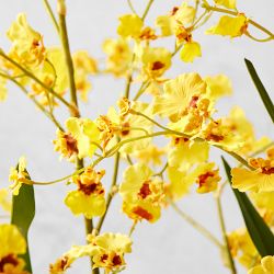 Jeff Leatham x Williams Sonoma Faux Dancing Oncidium Orchids in Tapered Bowl, 38"