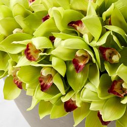 Jeff Leatham x Williams Sonoma Faux Green Cymbidium Orchid in Oval Bowl