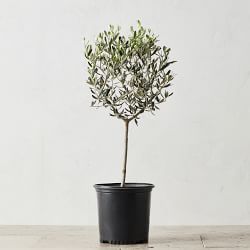 Live Alder & Oak Petite Patio Olive Tree, 20"-22"