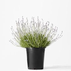 English Lavender, Single, 6"-12"