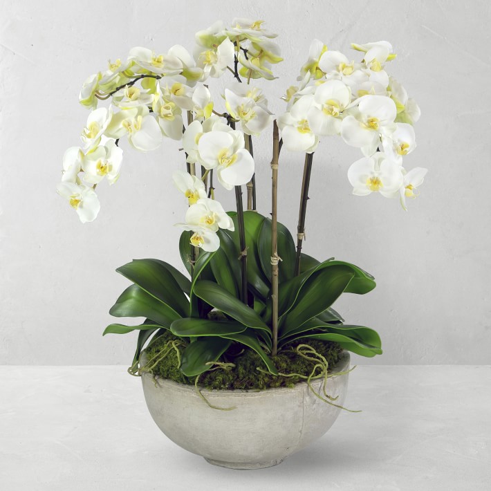 Faux Orchids in Planter, 28", White
