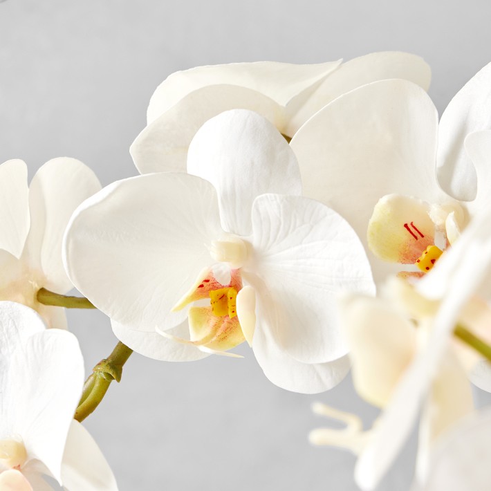 Jeff Leatham Faux Orchid in Bowl, 25