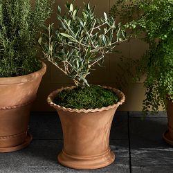 Williams Sonoma Terracotta Scallop Planter