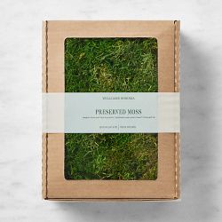 Williams Sonoma Preserved Forest Moss, Fresh Green