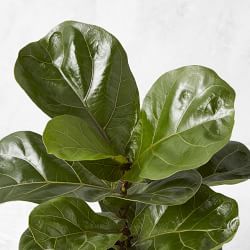 Live Fiddle Leaf Fig, 12"