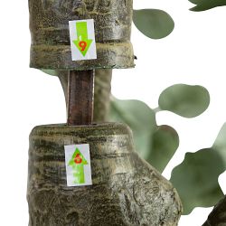 Artificial Eucalyptus Tree, 13'