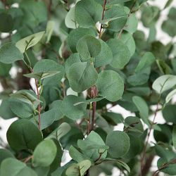 Artificial Eucalyptus Tree, 13'