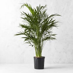 Live Cat Palm Tree, 40"-47"