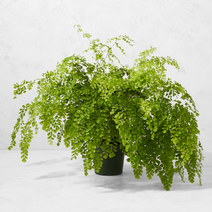 Live Maidenhair Fern House Plant, 18" | Williams Sonoma