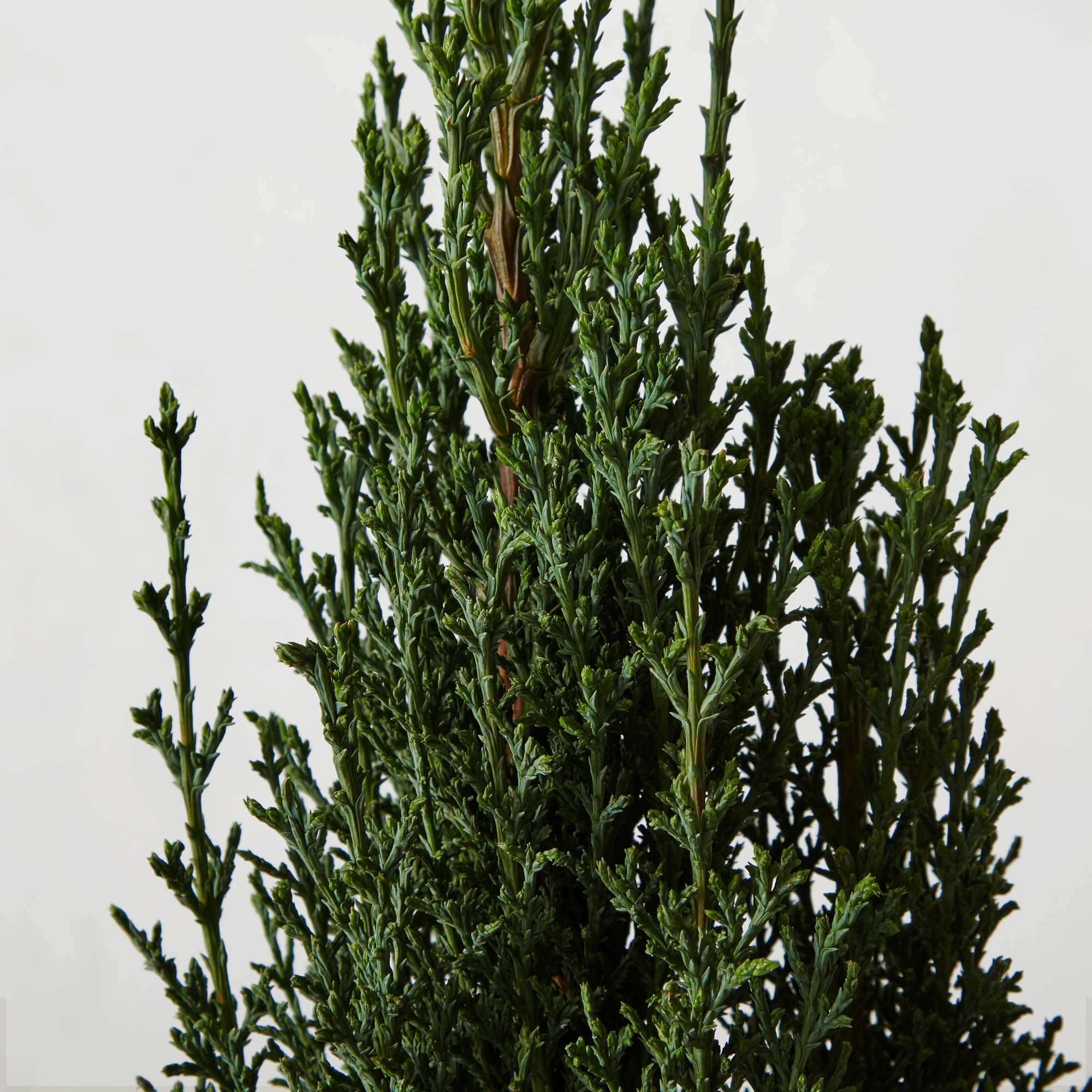 Live Alder & Oak Dwarf Italian Cypress, 6″ Sansujyuku sansujyuku.com
