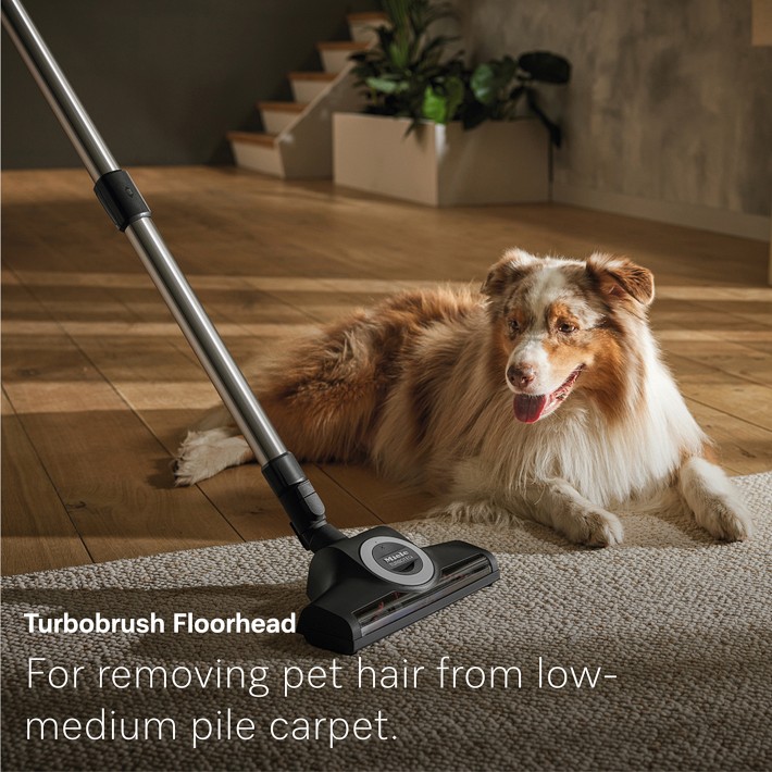 Miele Guard L1 Cat & Dog Canister Vacuum For Pet Hair | Williams