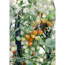 Nicole Johnsey Burke: A Step-by-Step Guide to Planting an Organic Kitchen Garden