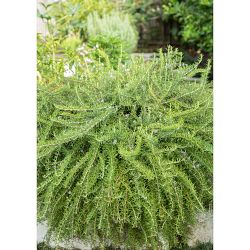 Nicole Johnsey Burke: A Step-by-Step Guide to Planting an Organic Kitchen Garden