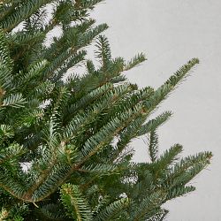 Fraser Fir Snowfresh Fresh Tree