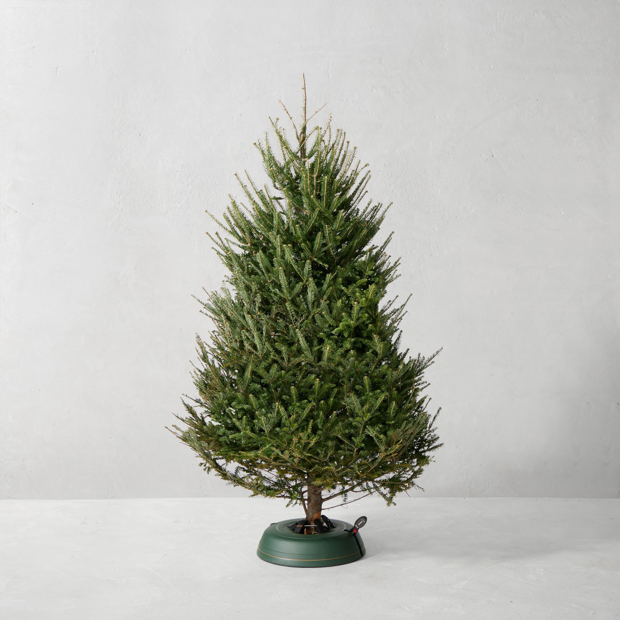 Balsam Fir Fresh Tree Sansujyuku sansujyuku.com