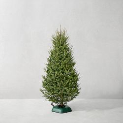 Balsam Fir 6-7' Fresh Christmas Tree