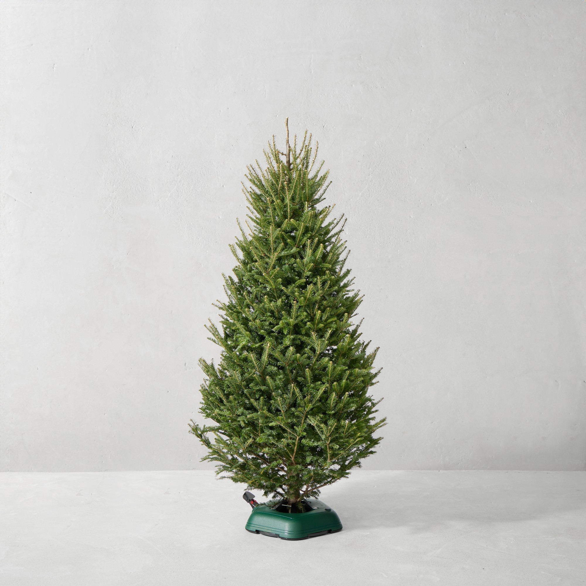Balsam Fir Fresh Tree Simolary simolary.com 5