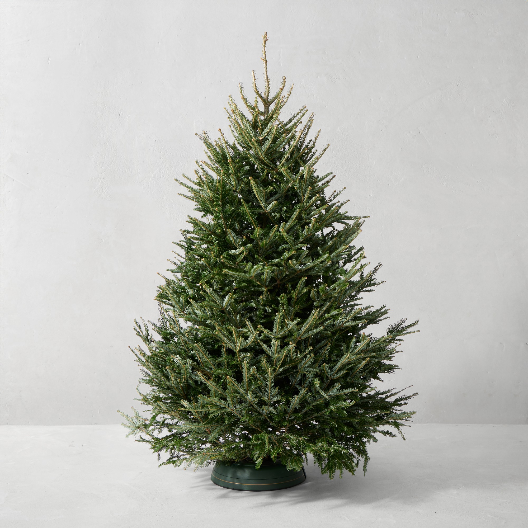 Fraser Fir Snowfresh Fresh Tree Simolary simolary.com
