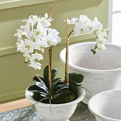 Faux Phalaenopsis Orchid Drop-In,16"